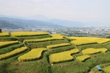 2011年9月 姨捨の棚田