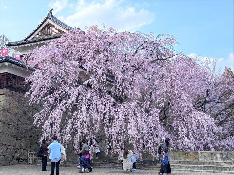 上田城跡公園の桜