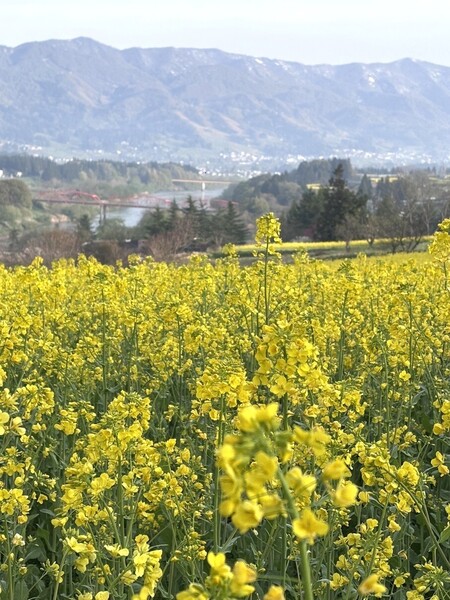飯山菜の花公園