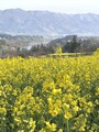 飯山菜の花公園