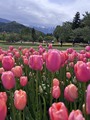 国営アルプスあづみの公園(チューリップ)