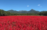 YATZ GARDEN