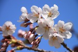 2012年4月 ひまわり公園の桜