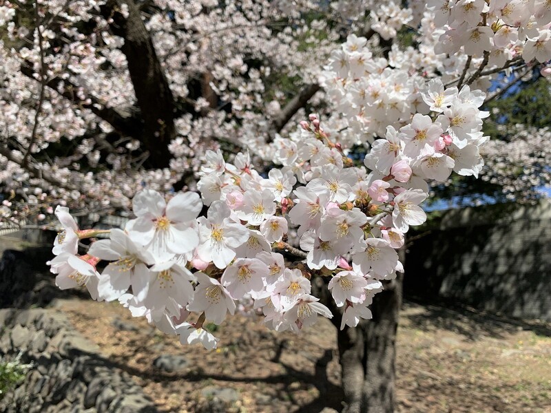 2019年4月　ひまわり公園の桜