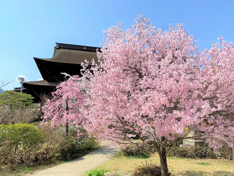 2021年春　善光寺
